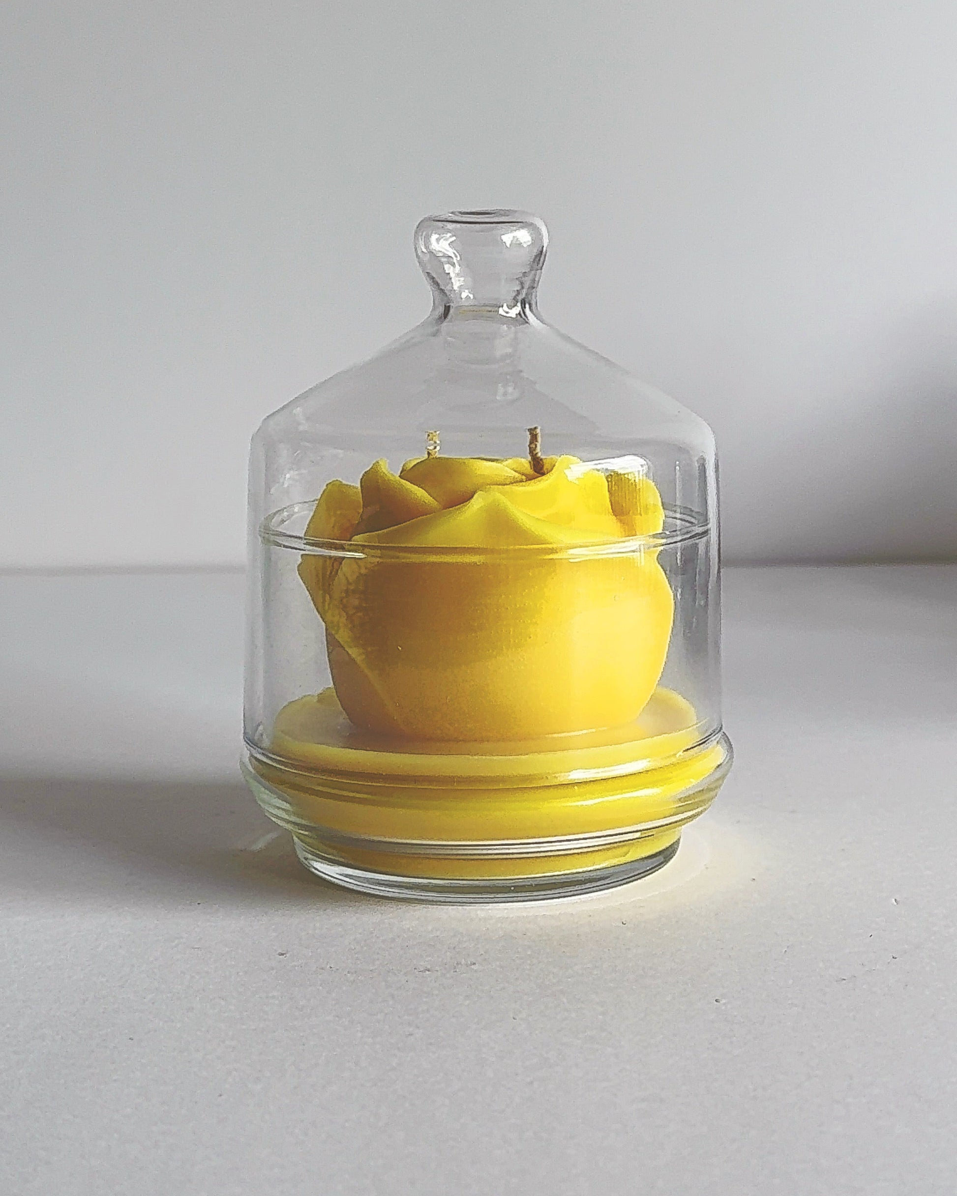 Spring theme yellow rose candle inside a glass dome on a white background